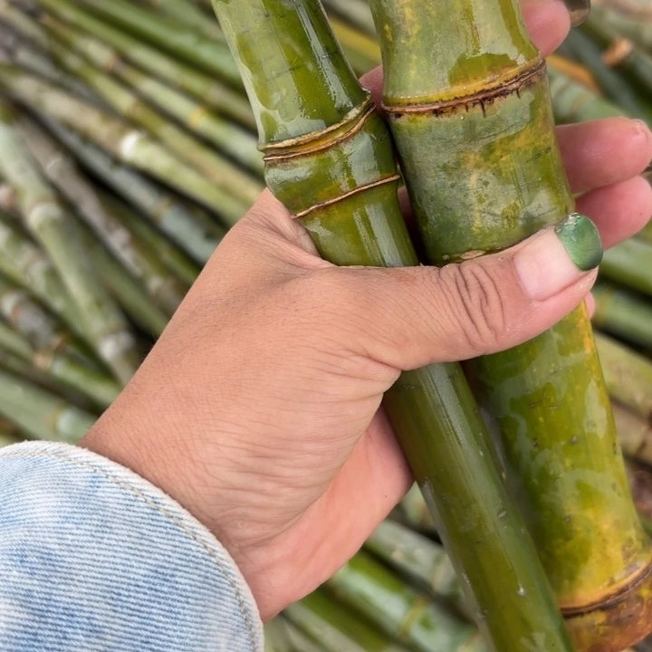 竹成*东实心竹竹竹竹竹竹竹竹竹竹竹