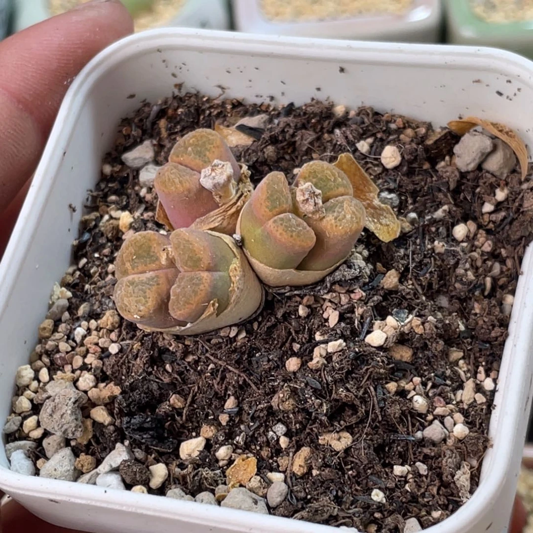 L***无花朵1230-一物一拍 带盆