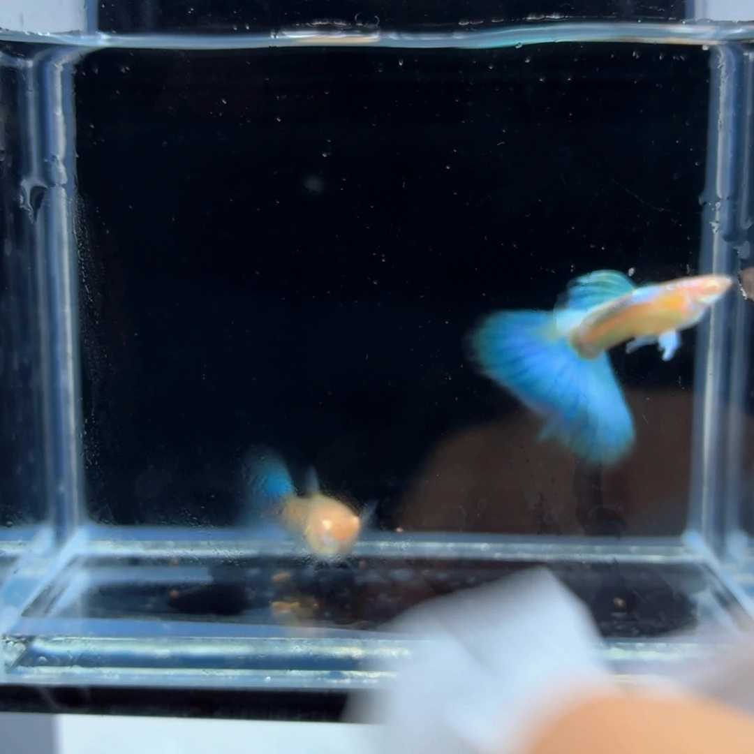 孔雀鱼蓝白飞船一对（22）