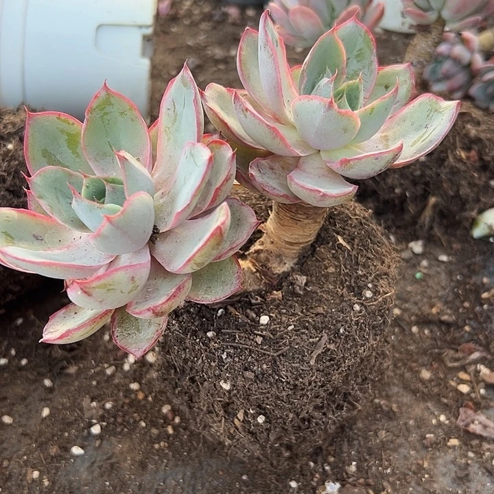 无花朵赫拉女王。