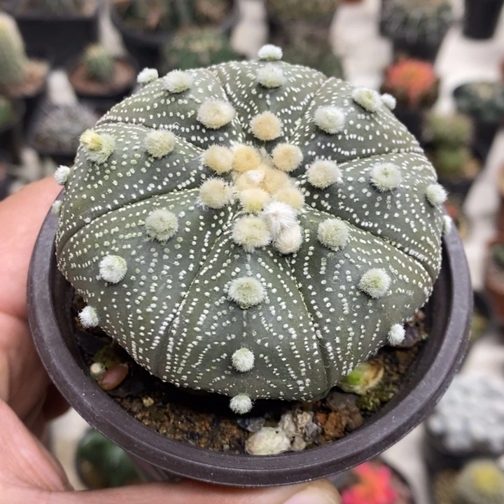 实生超兜缺水特价