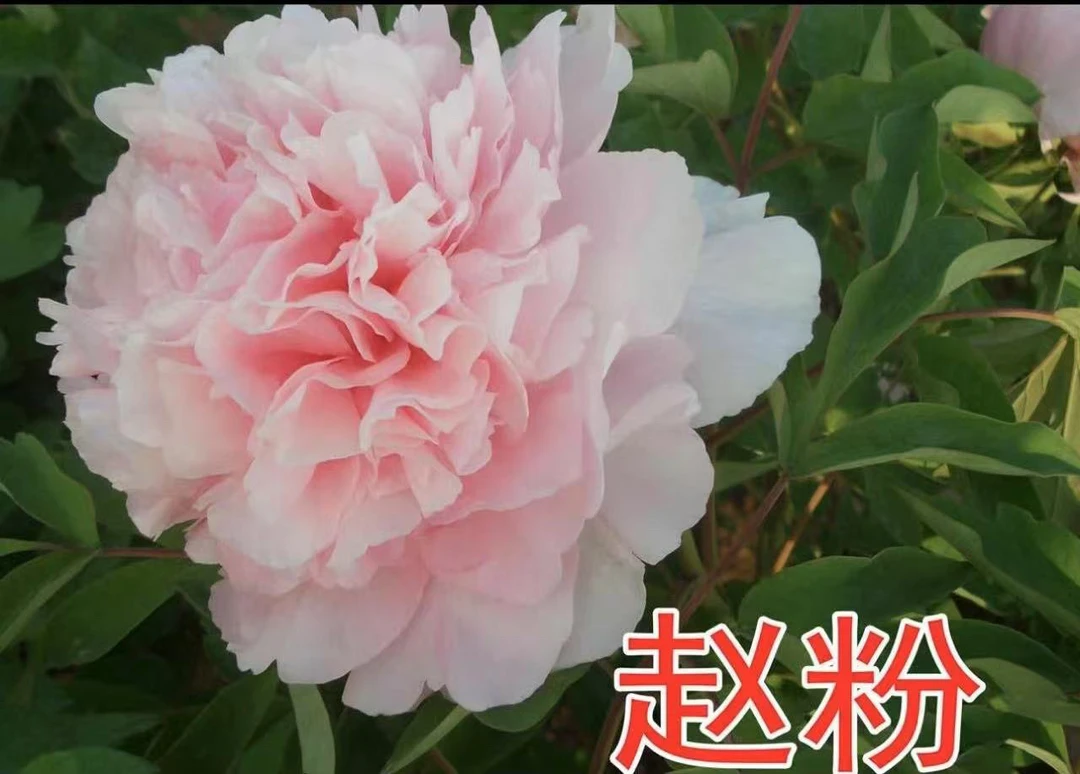 【赵粉】先发肥料，秋天发苗，菏泽基地直发