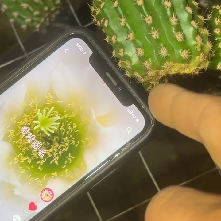 清清东A106侧牙瑕疵凉好