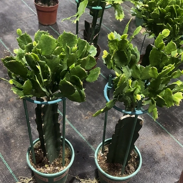 欢***语当前无花栽培后可以开花
