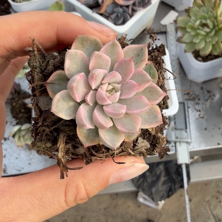 精品多肉植物一物一拍