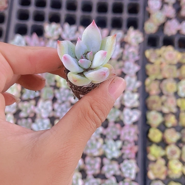 精品墨西哥巨人多肉植物