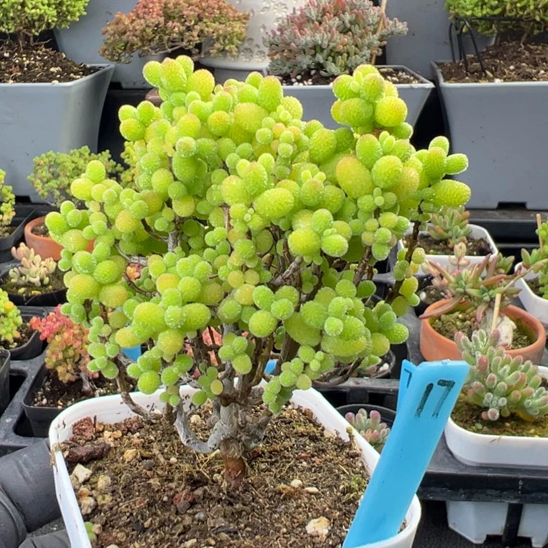 精控金桔小树17号