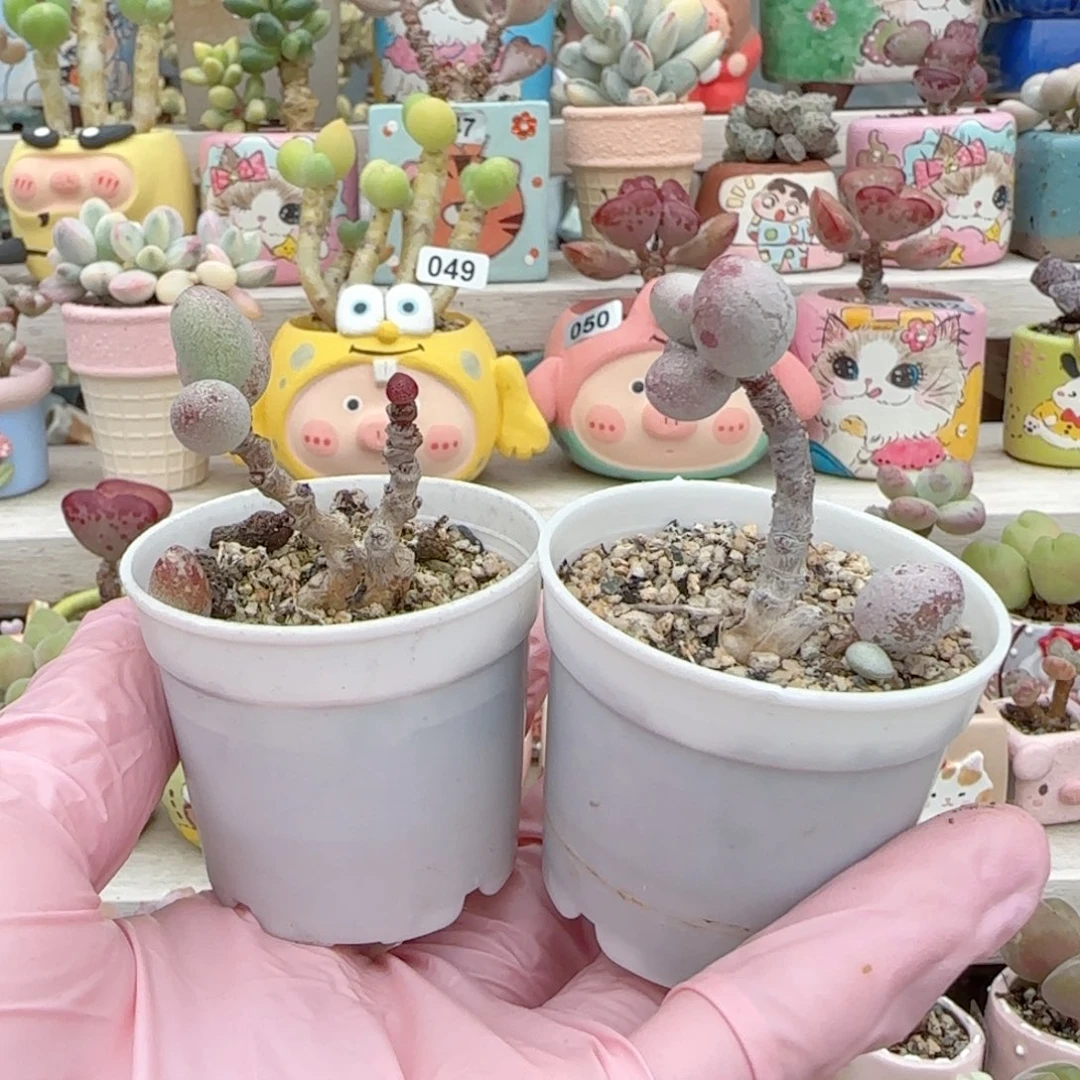 ᰔ***人T恐龙蛋+萤火盆口5cm
