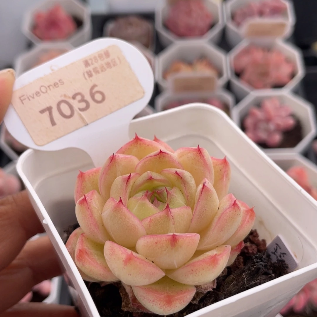 玲珑珍妮7036-5.0厘米