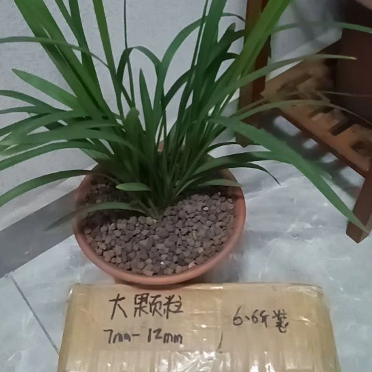 兰***者兰菌颗粒大颗粒6.6斤