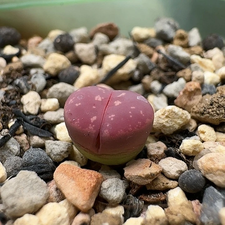 l23764清框特价红橄榄