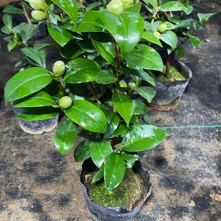 天鹅湖 茶花 带花苞