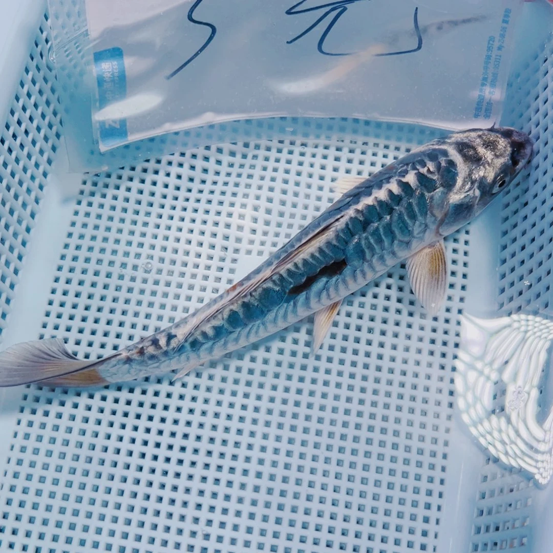 海水鱼锦鲤冷水195