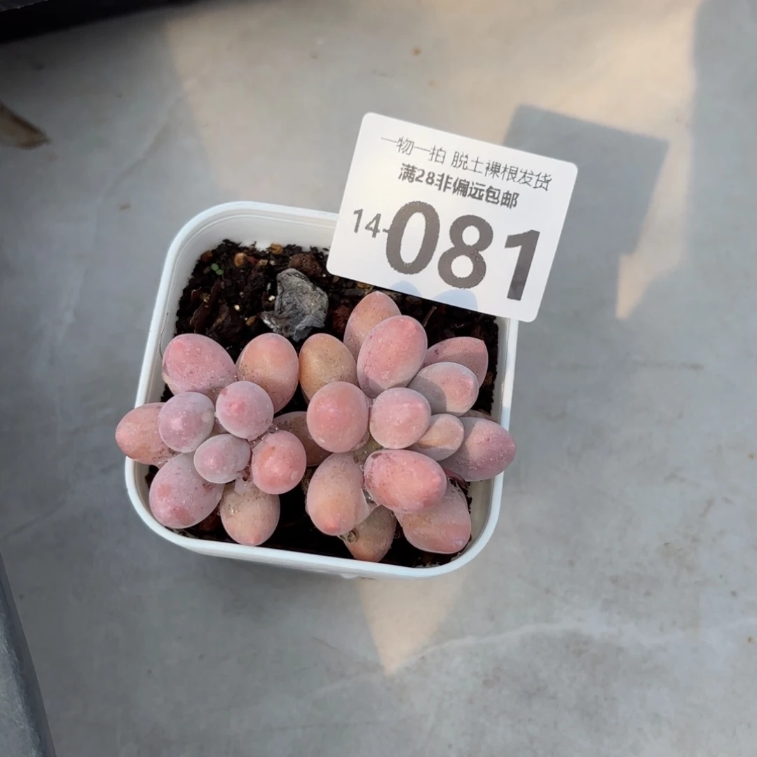 汤圆群多肉多肉多肉多肉