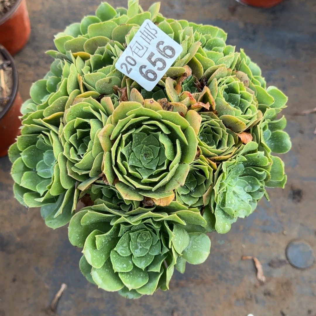 绿羊绒656满20包邮断枝不包