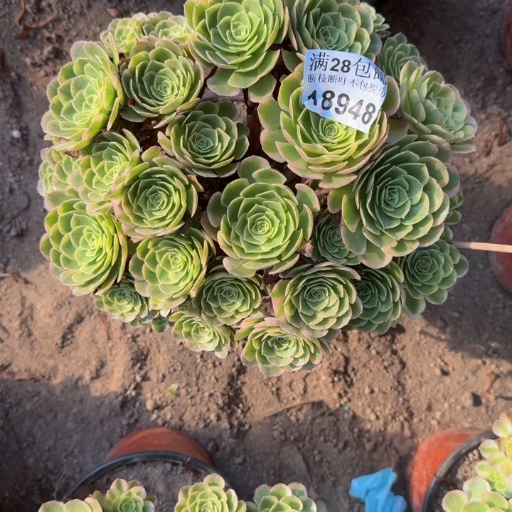 18948奶白多肉植物