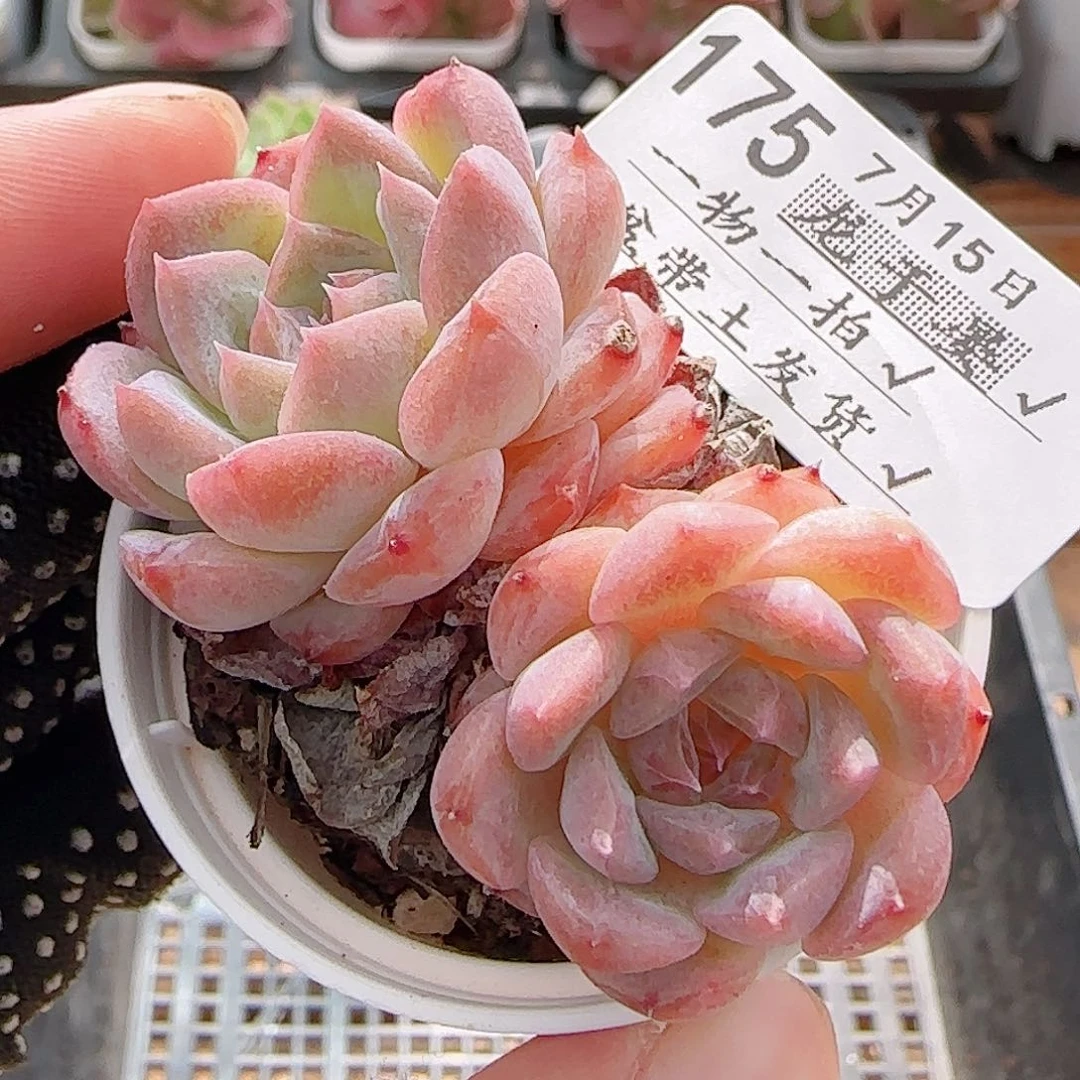 多肉0715-175糖心糖心