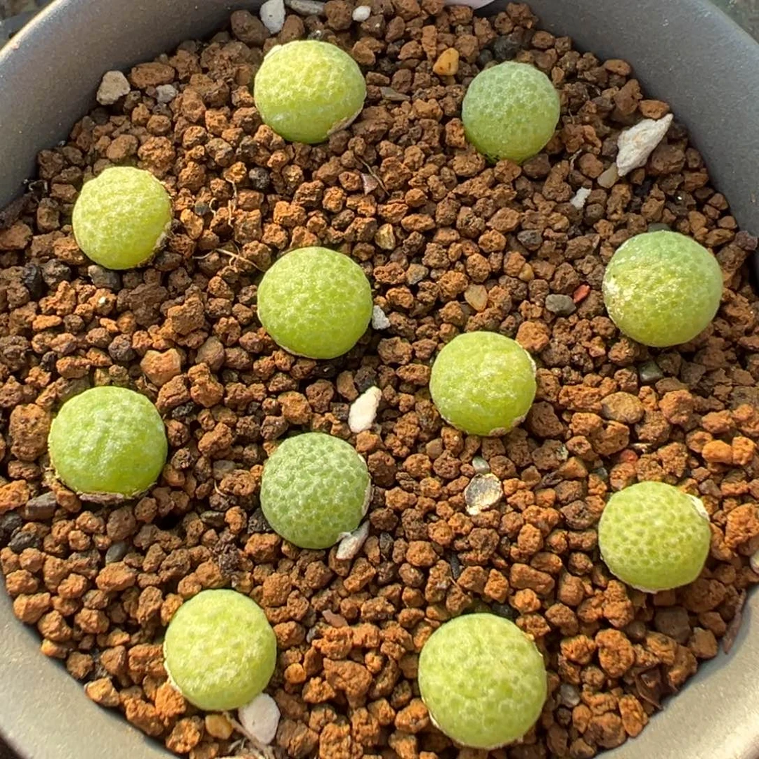 17-129量拍园艺玉米5颗