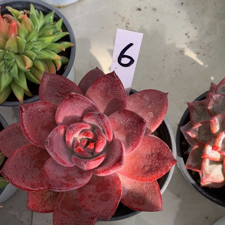 读肉哦哦自己误72727373737