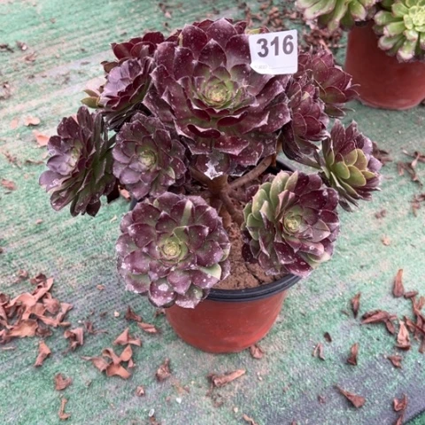 316花花公子手捧多肉，