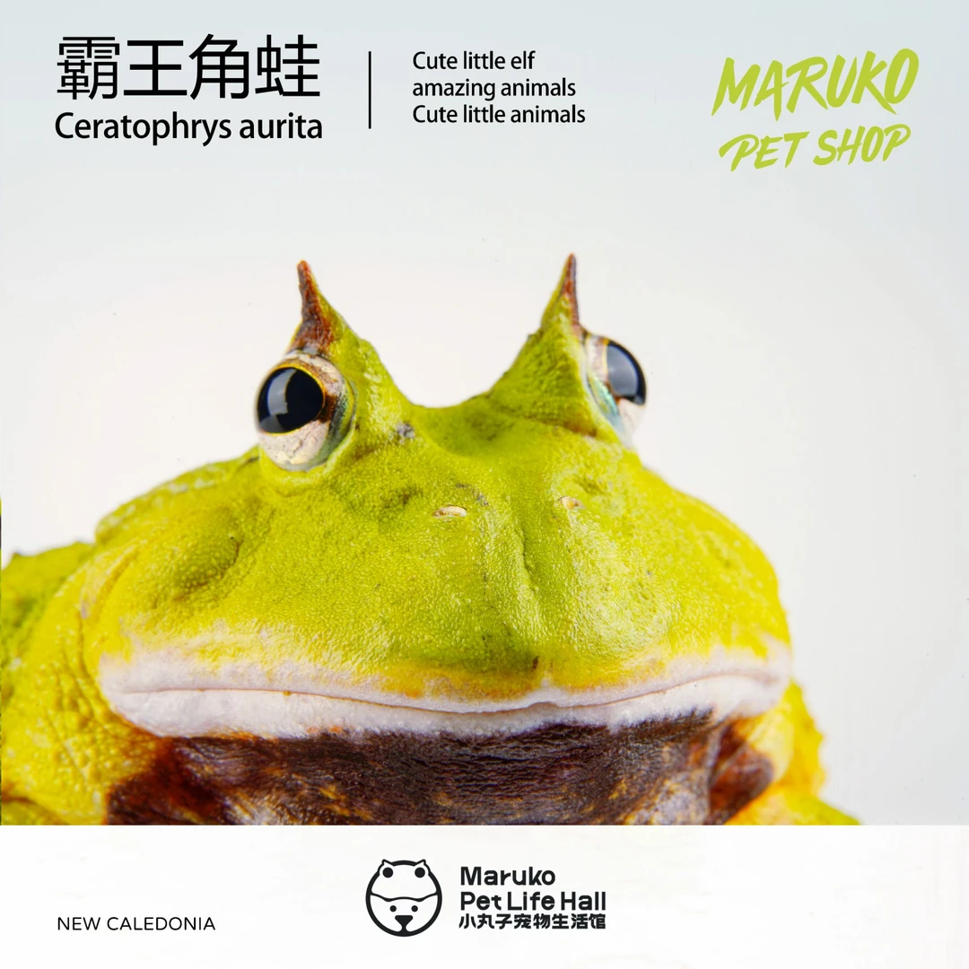 【小丸子角蛙】霸王角蛙宠物蛙活体蛙萌宠懒人宠物好饲养可爱蛙蛙