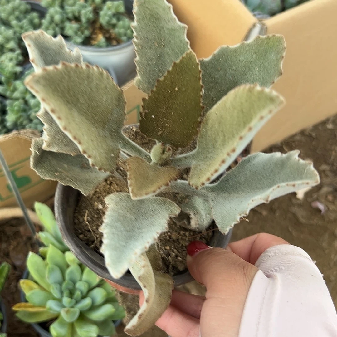 多肉植物兔耳系列