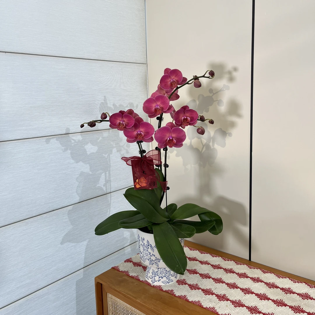 【金砖】红色大花气派蝴蝶兰 送人送礼客厅摆件 源头基地