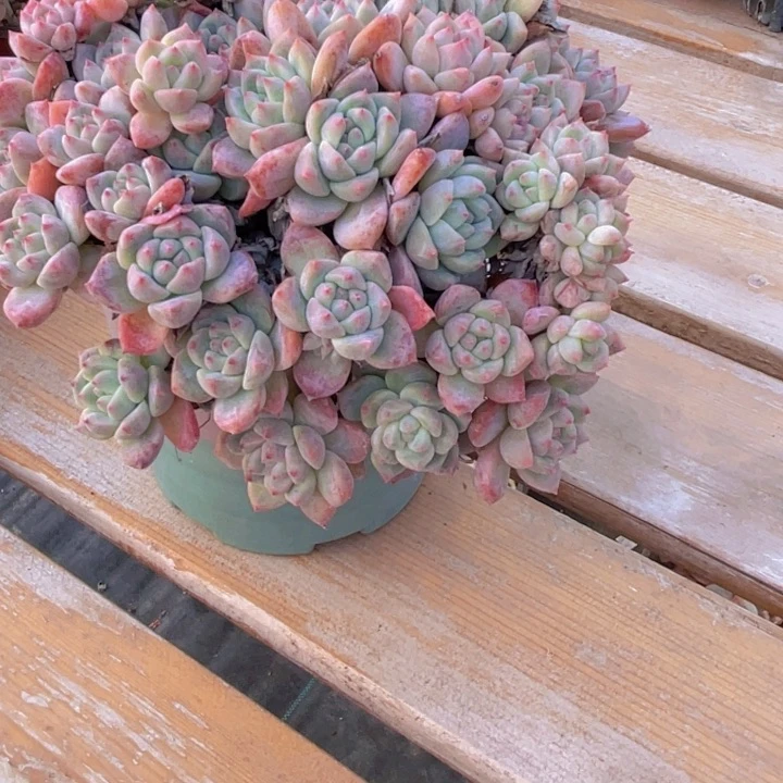 带香味老品种多肉植物41