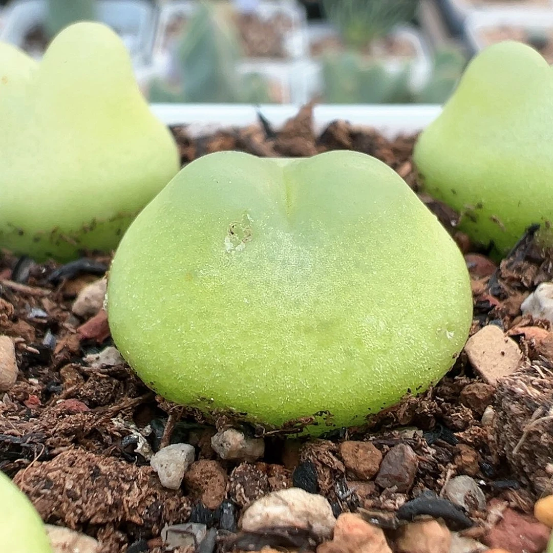 sh2606紫皮拉登三年 1.9cm