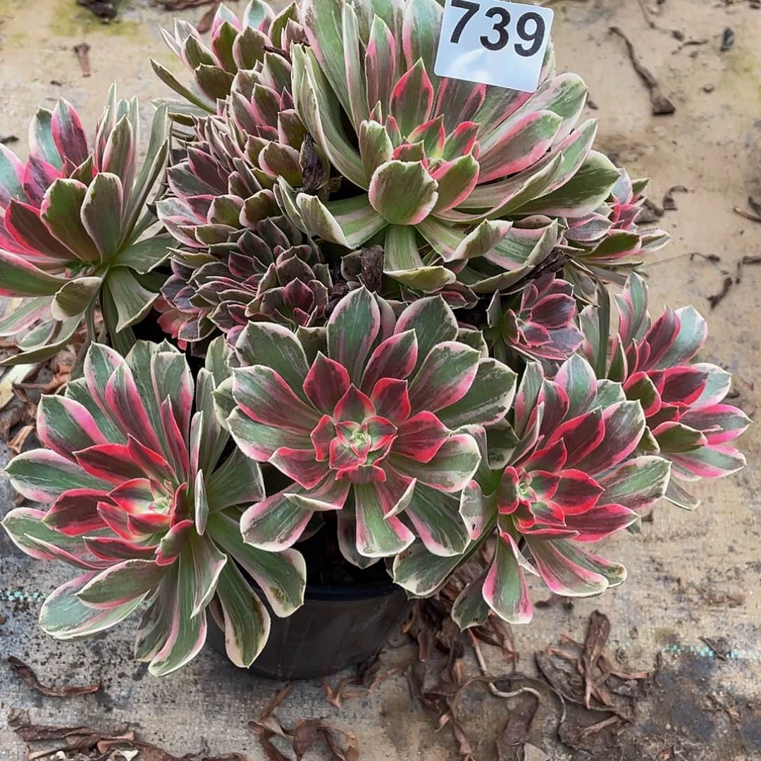 多肉法师739号幻纱发货不包损