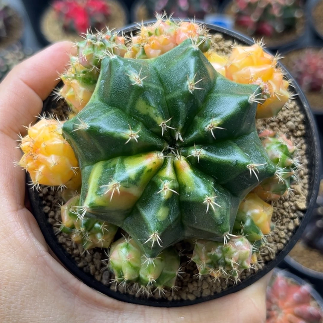 一物一拍带盆土发