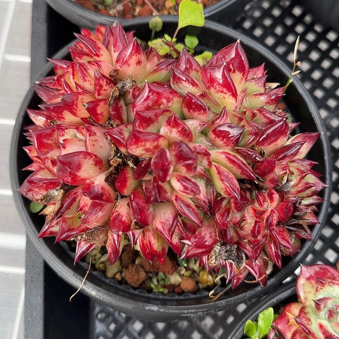 从前慢甄选多肉编号红拉糖缀