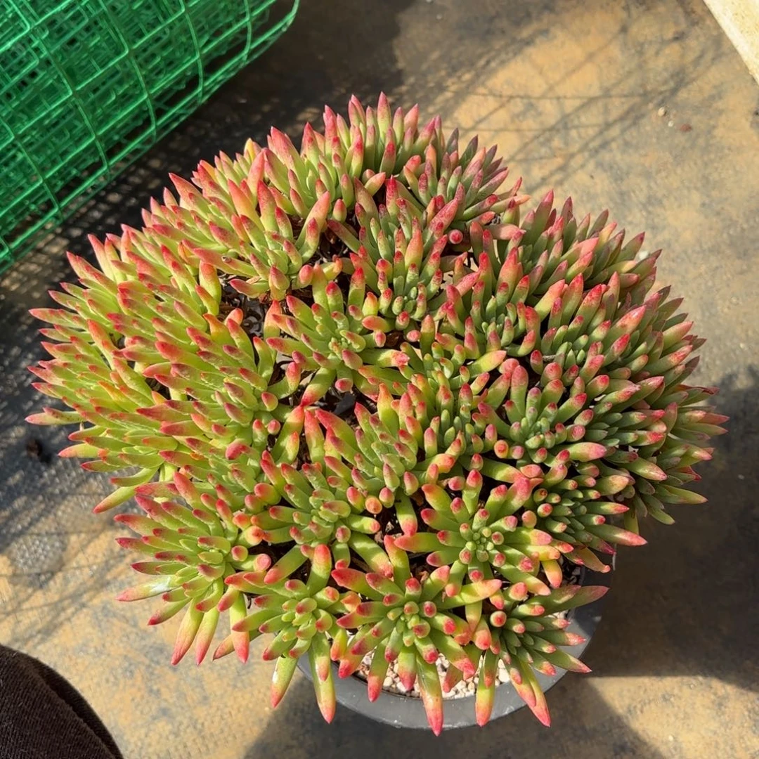 维斯辛达，仙女杯多肉