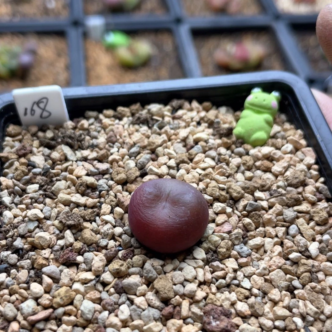 l*l多肉单头优选吕杂一棵  洛