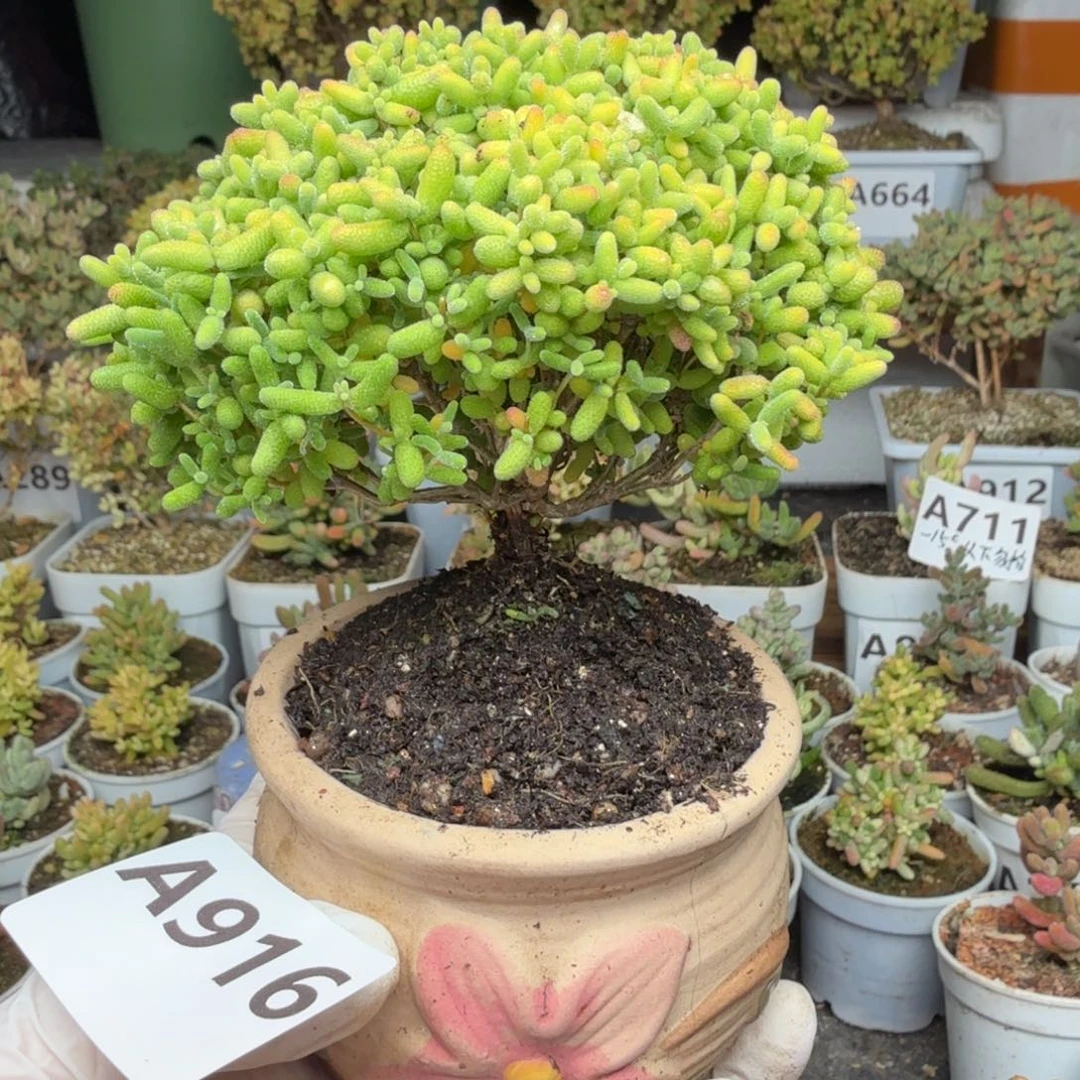 A916蜜橘糖球带盆尺寸10厘米