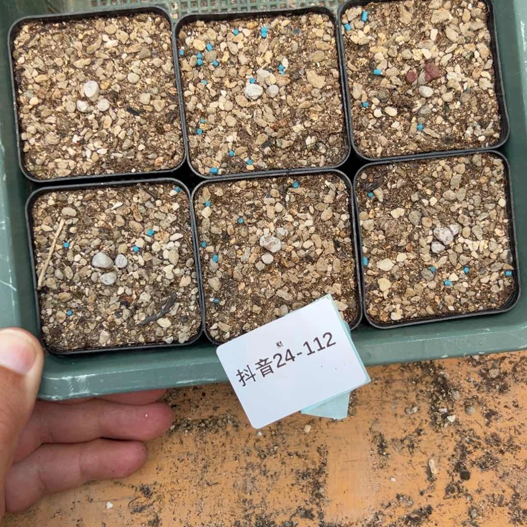 24-112量拍伊尔玛猪鼻子一群