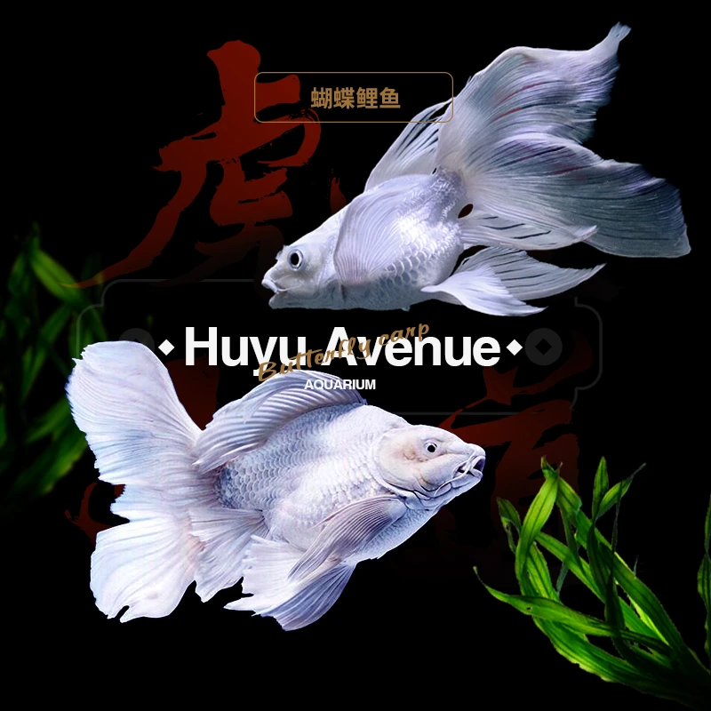 纯种白色蝴蝶鲤短身球体长尾观赏鱼冷水好养耐活