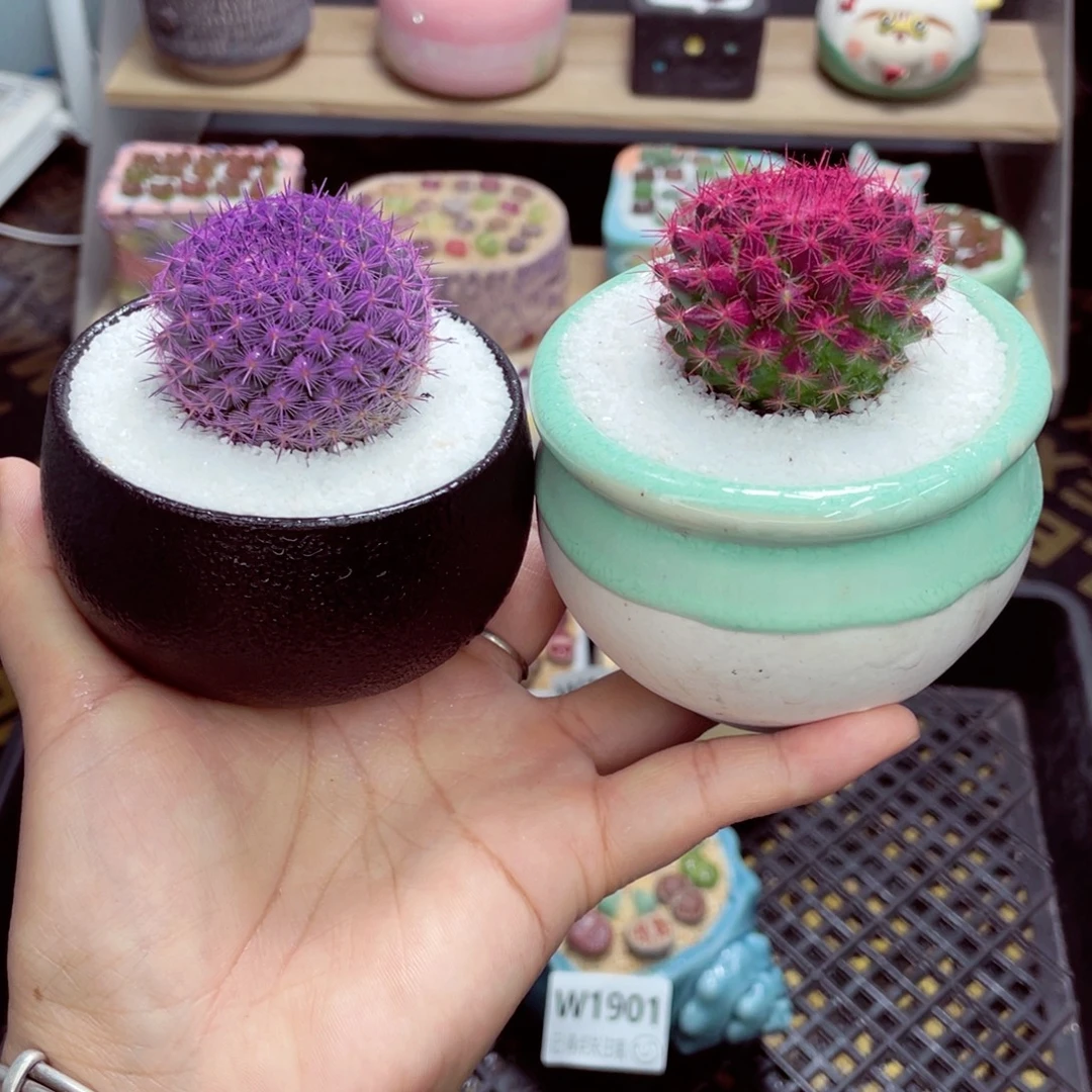 w1902 带盆土发货一物一拍