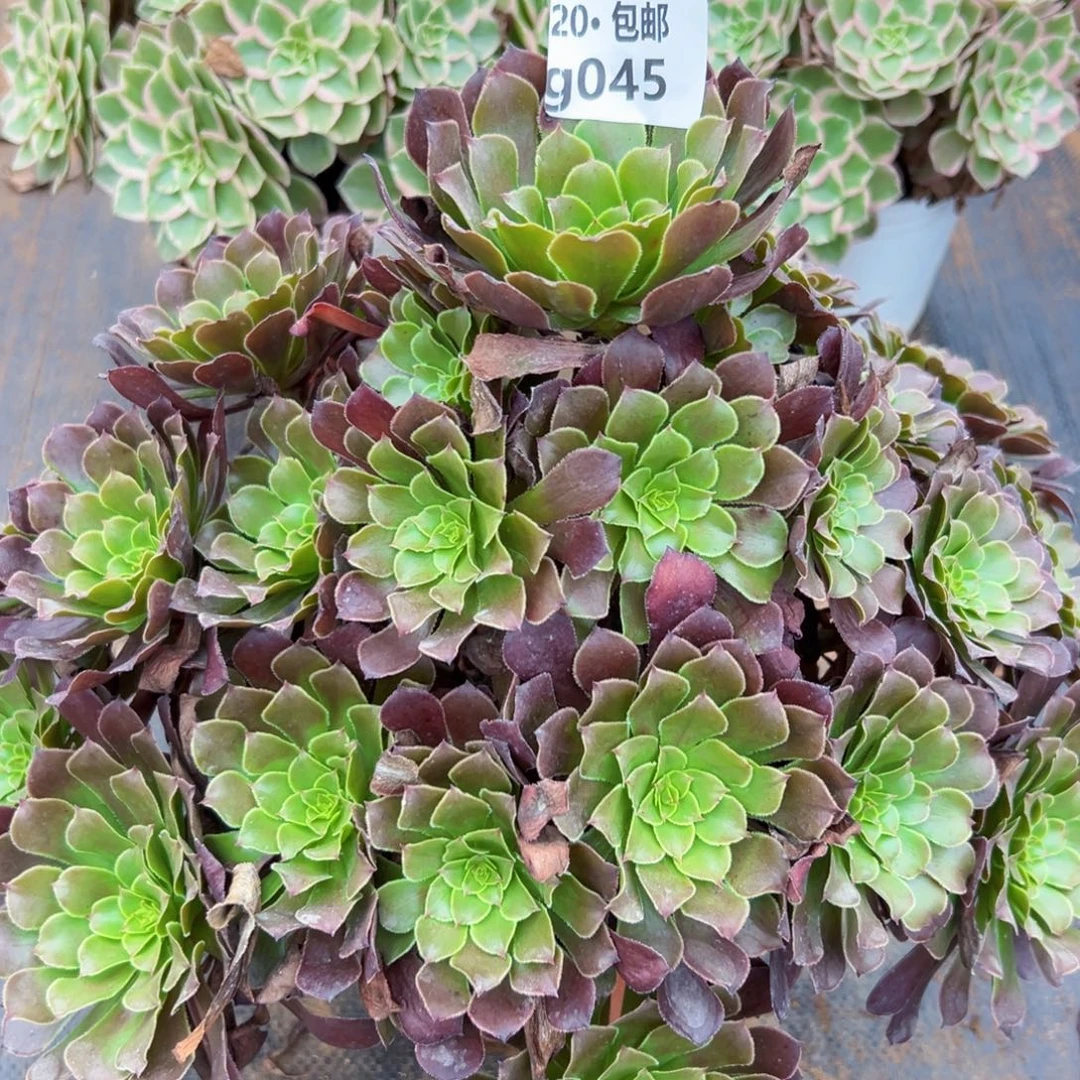 a***n045红铜湖，多肉法师