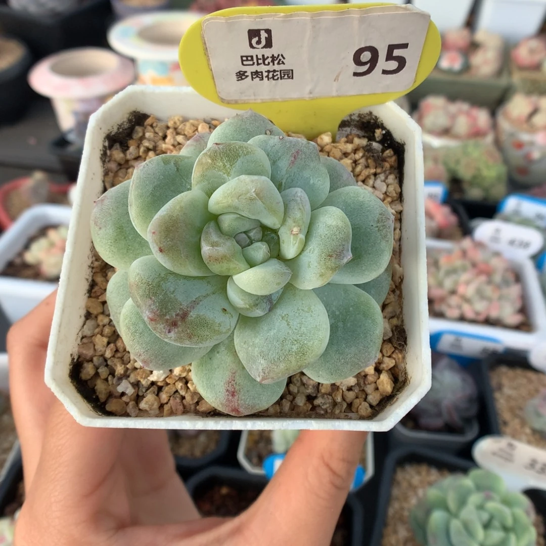 95绿锦冰玉石化多肉植物