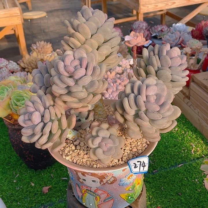 谢谢你的支持0000058