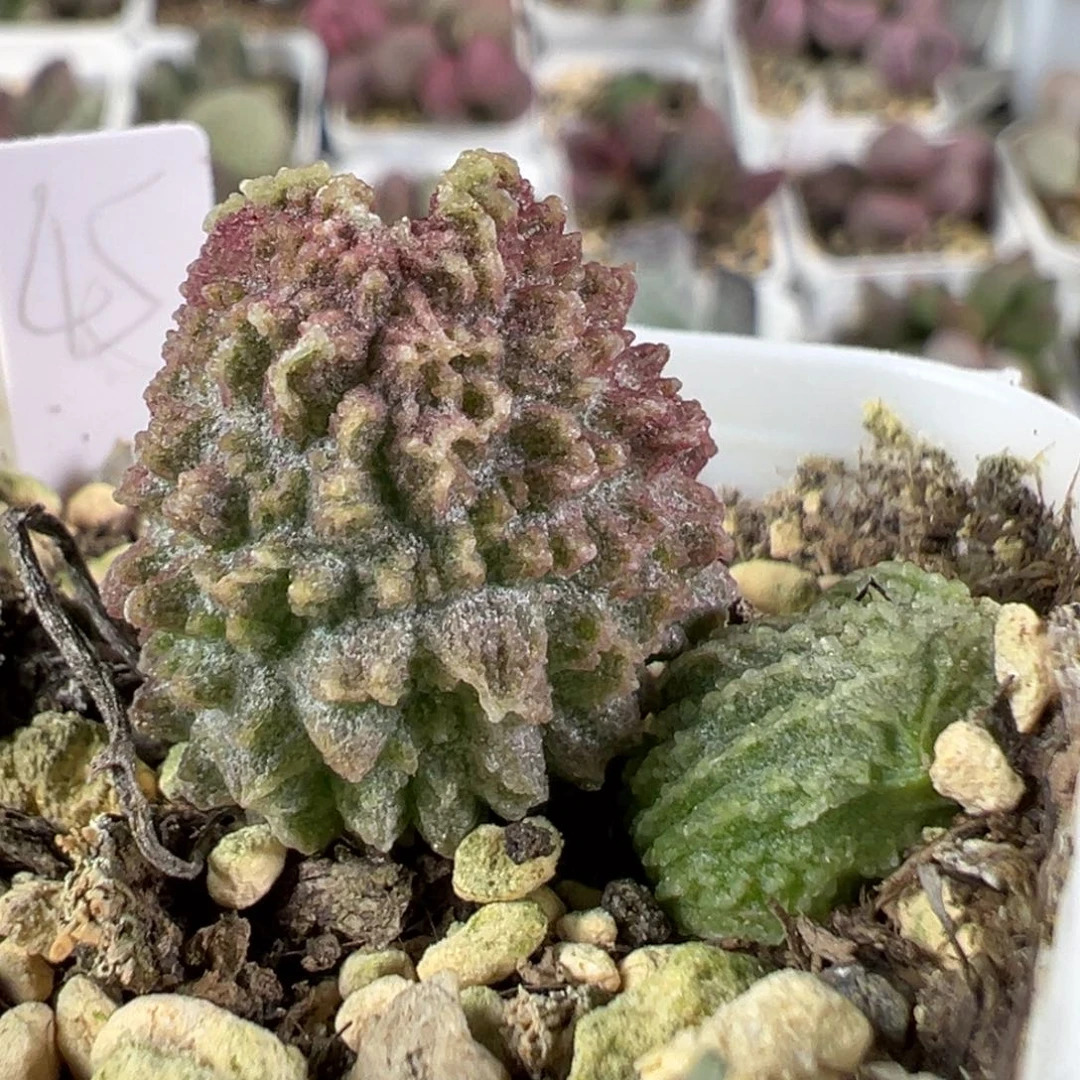 w爆炸刺实生新品多肉植物