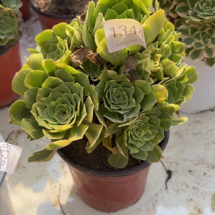 五彩琉璃处理不包断头多肉1344