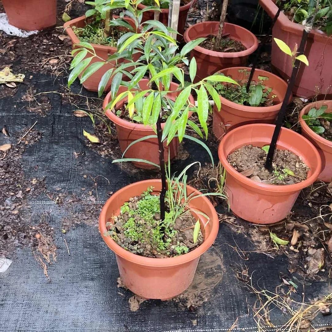 完全开放小*11111