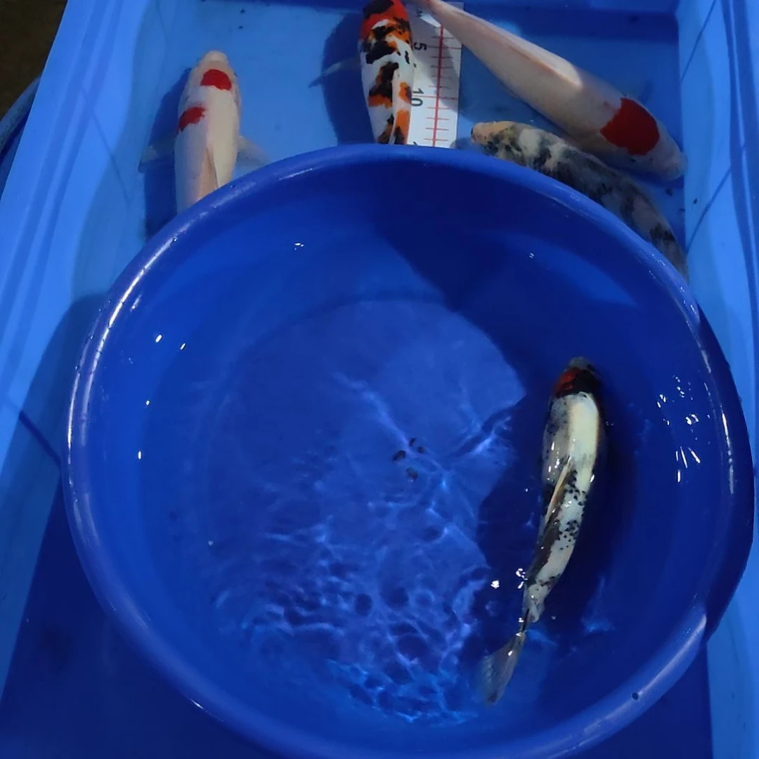 锦鲤精品锦鲤丹顶昭和！不包邮