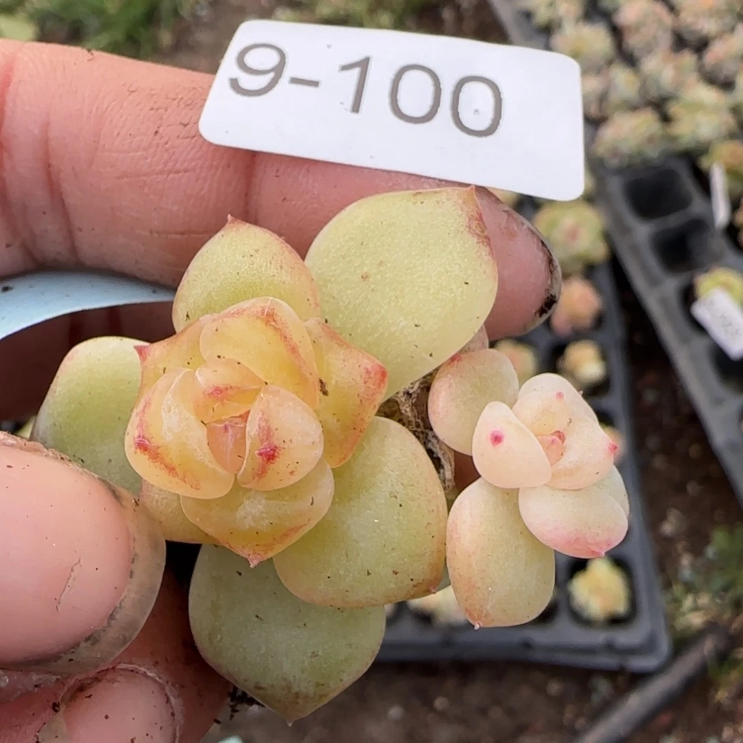 柏***图多肉小卡拉米糖心一物一拍