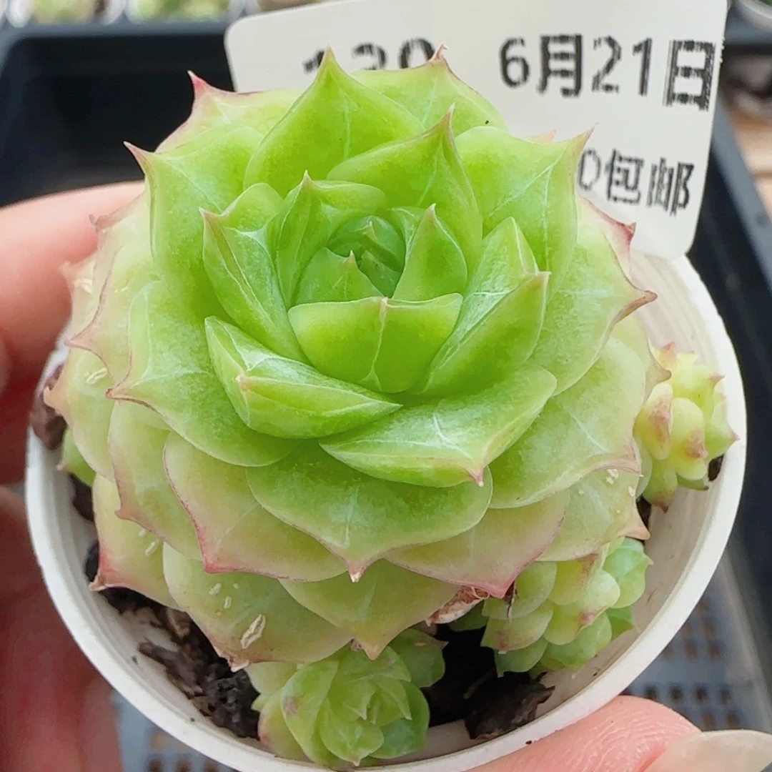 花语逸镜0621-130开播福利散