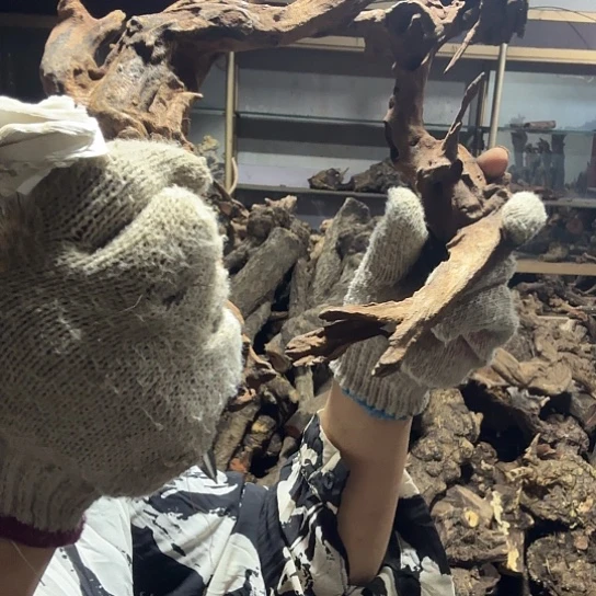 香榧木凉火琉璃的故事是一毛料，啊料