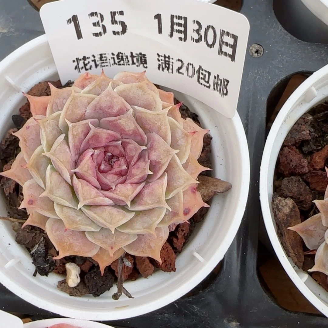 花语逸境0130-135