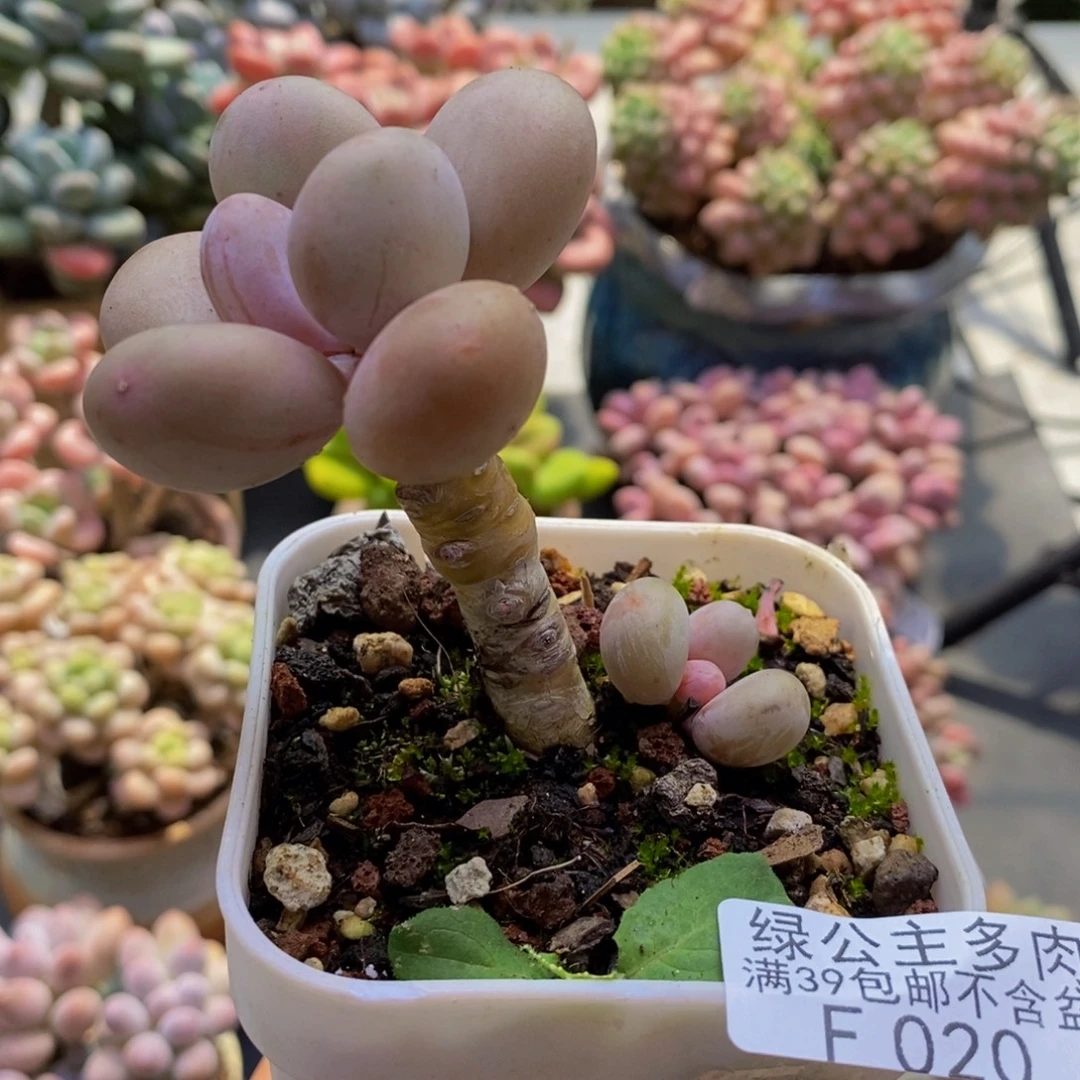 020蛋黄奶5cm多肉植物